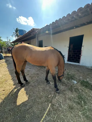 Cavalo lindo e forte a venda 