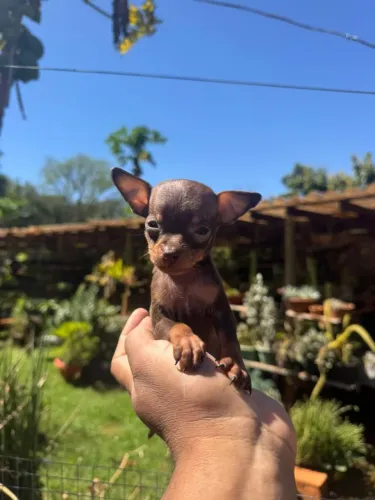 Pinscher chocolate zerinho 