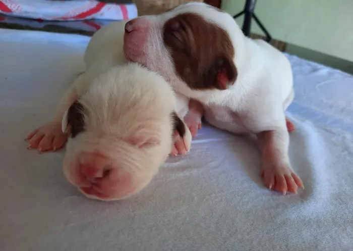 Lindos filhotes de Pitbull