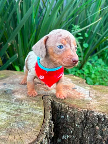 Dachshund Arlequin Isabella