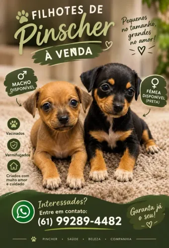 Vende filhote de pincher