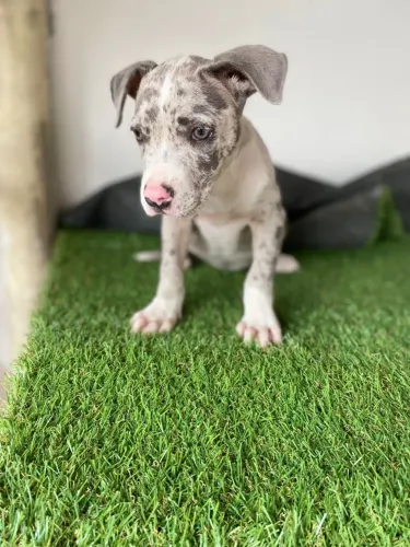 Filhote de Pitbull merlem fêmea