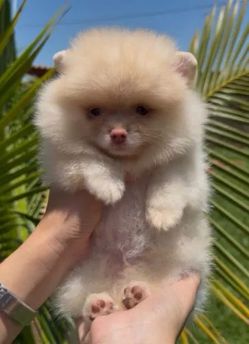 Lulu da pomerania machinhos purissimos ursinhos