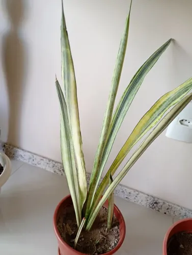 Sansevieria bantel's sensation ( rara )