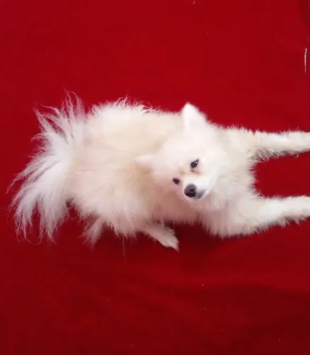 LULU DA POMERANHA / SPITZ ALEMÃO ( FÊMEA)