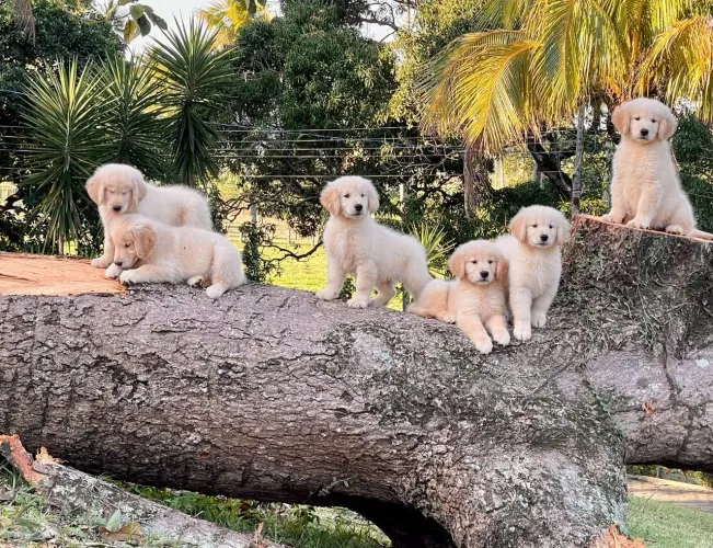 Sonho de cão