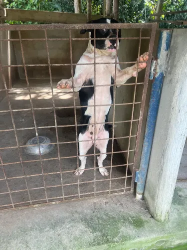 Pit monster 
