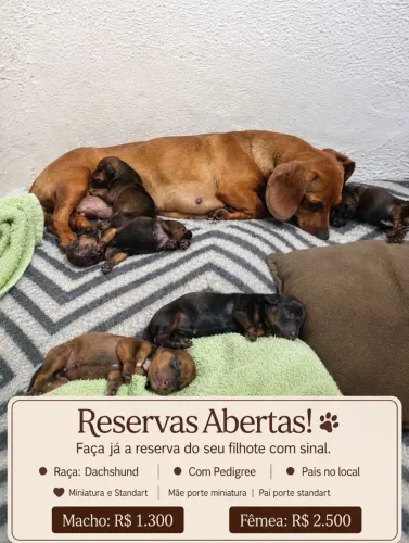 Dachshund