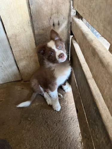 Filhote de Border collie