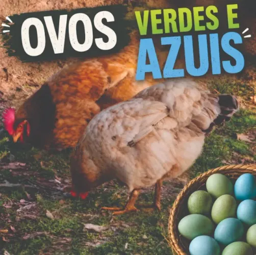 Ovos Galados Galinha Caipira Gaúcha de ovos verdes e azuis