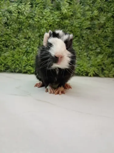 Porquinho da india