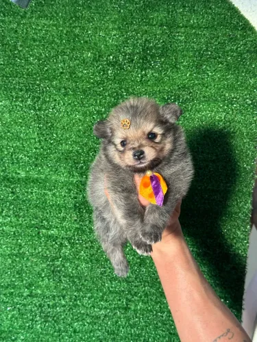 Spitz Alemão (Lulu da Pomerânia) - Filhotes Disponíveis