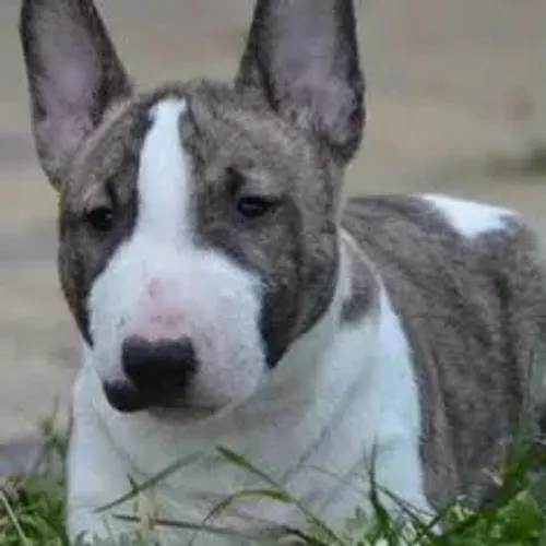 Bull Terrier,Bull Terrier Filhote Disponível Alta Qualidade