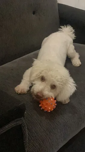 Vendo poodle macho