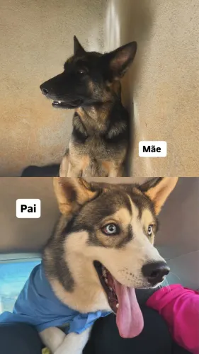 Filhotes Shepsky