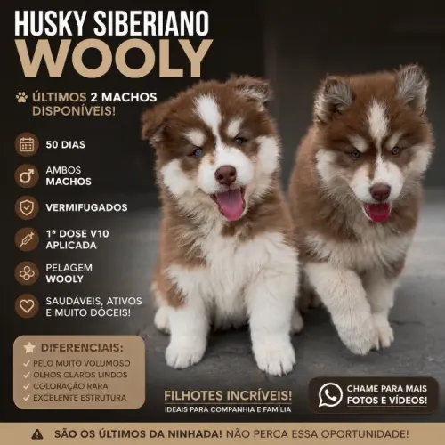 ? FILHOTES HUSKY SIBERIANO WOOLY ? ÚLTIMOS 2 MACHOS DISPONÍVEIS ?