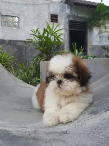 Filhotes de Shih Tzu | A definição de companheirismo.