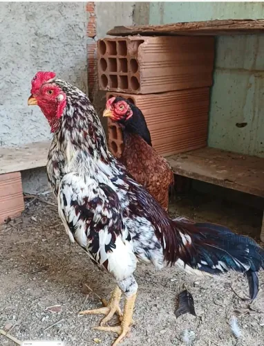 Galo azil raja murgh 