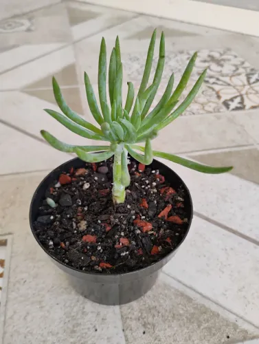 Cactos suculentas coleção Senecio vitalis