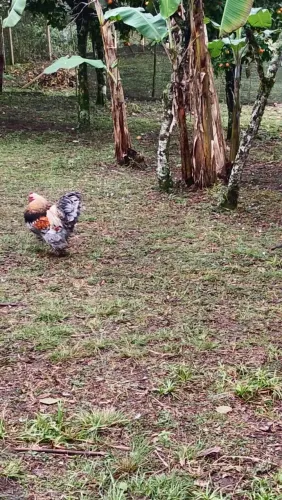 Galos brahma