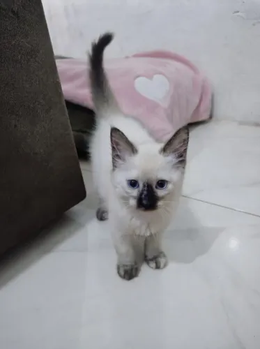 Gato Filhote Fêmea Siamês
