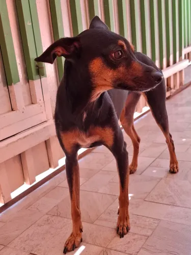 Doa-se cachorrinha de porte médio