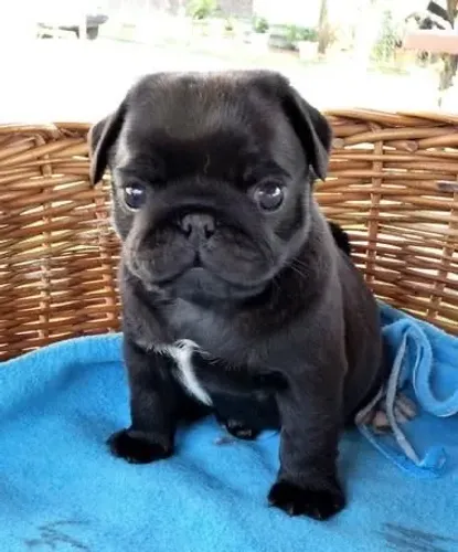 Pug - Patinhas Que Trazem Harmonia