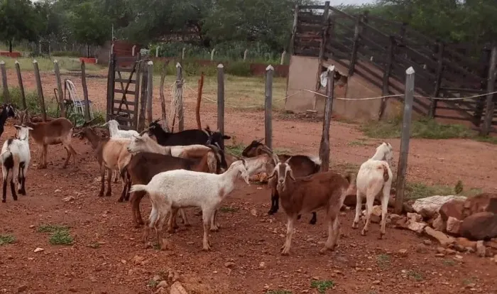 Cabras novas adultas algumas já prenhas