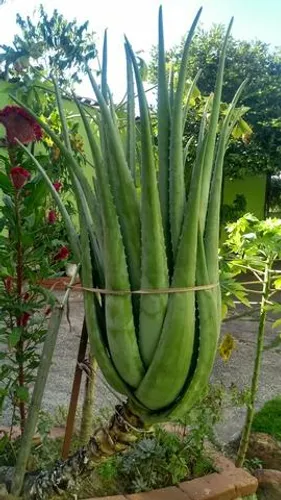Babosa - aloe vera