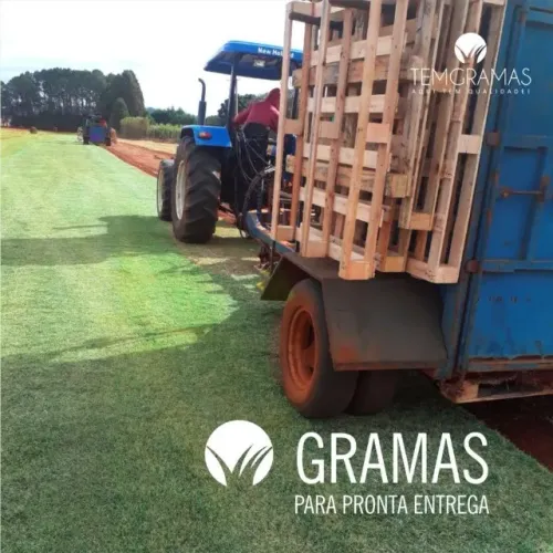 Grama Direto Da Roça