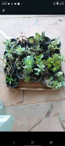 Caixa com 20.mini suculentas  não entrego valor a retirar valor no Pix ou dinheiro!