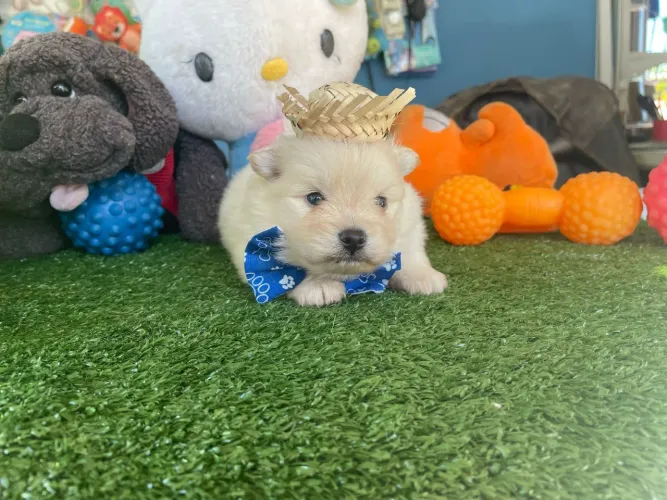 Spitz Alemão  Lindo e Charmoso com chapéu 