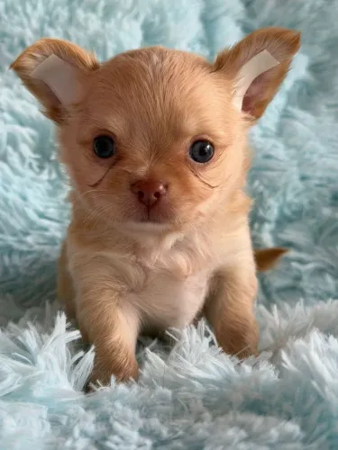 Chihuahua macho Pêlo longo. Um lindo loirinho com trufa marrom 