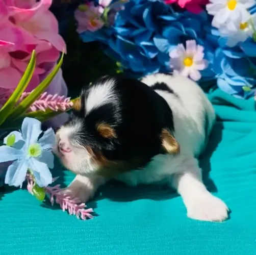 Biewer Terrier de excelência, tenho machos e fêmeas. 