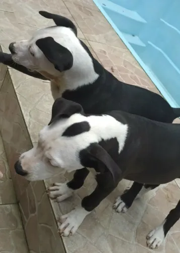 Vendo Pit Bull American 