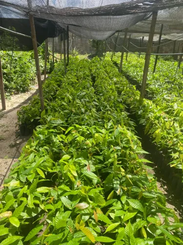 Mudas de Cacau 