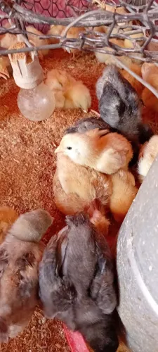 Pitinhos pesadão, cendre e pescoço pelado