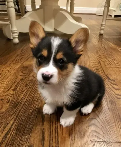 Corgi Filhotes Lindos na Cor Tricolor
