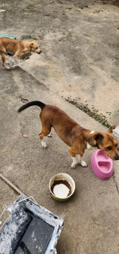 Doação de 02 cachorras - Itaborai