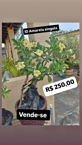 Lindas Rosas do deserto