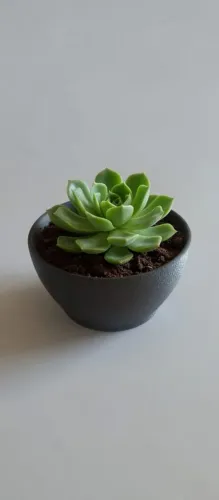 Vaso para suculentas feito em impressora 3d