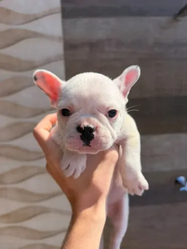Bulldog francês
