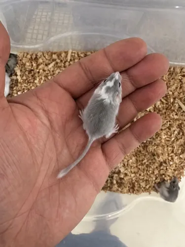 Filhotes GERBIL (esquilo da Mongólia)