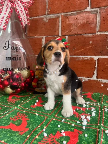 beagle R$ 2450,00  