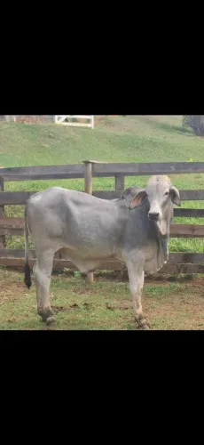 VENDO BEZERROS TABAPUÃ 