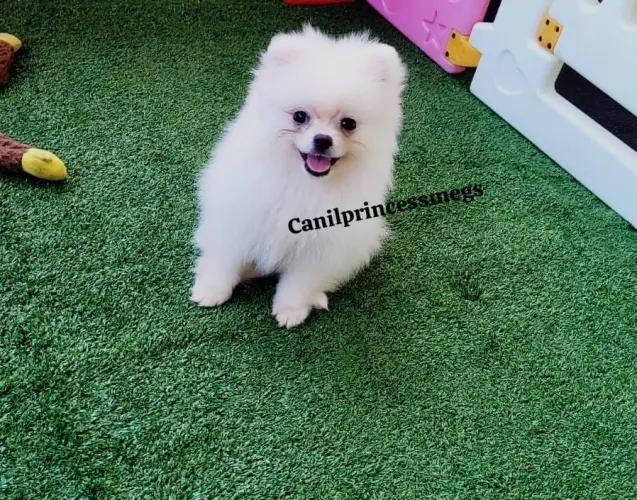 Spitz alemão anão Macho 
