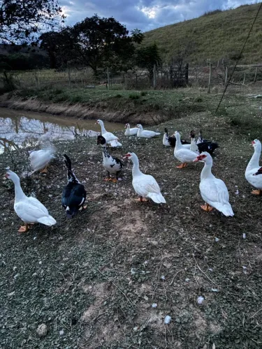 Patos 