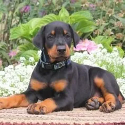 Doberman Filhotes Fortes