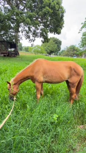 ÉGUA PALOMINA À VENDA