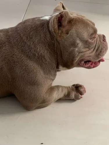 Bully para namoro 